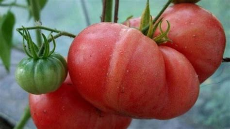 Томат Картофельный малиновый: характеристика и описание, отзывы, фото ...