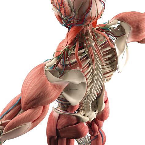 Body Systems - Carolina Knowledge Center