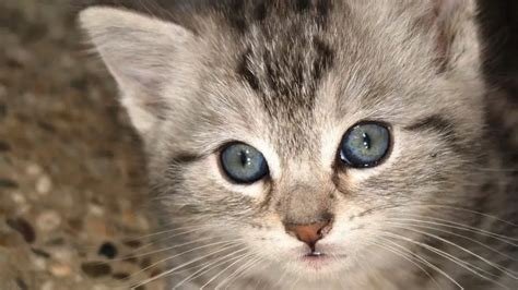 Ojos Azules Cat • Purrfectcatbreeds