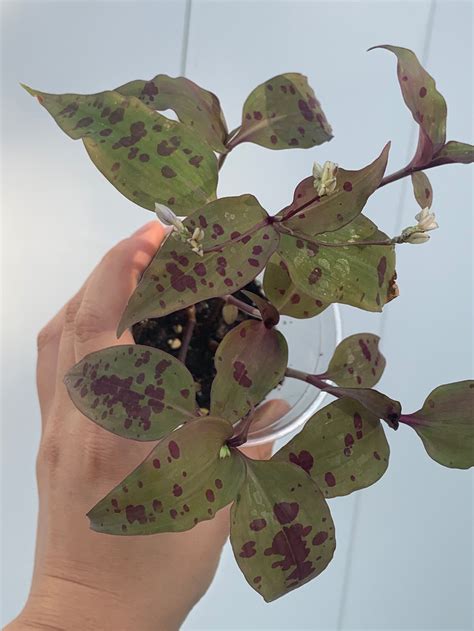Tinantia Pringlei Mexican Spotted Tradescantia. Rare - Etsy