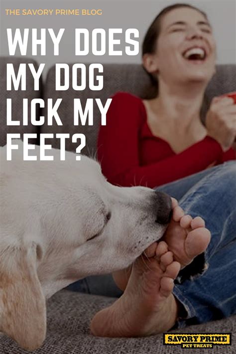 What Happens If A Dog Licks Athletes Foot