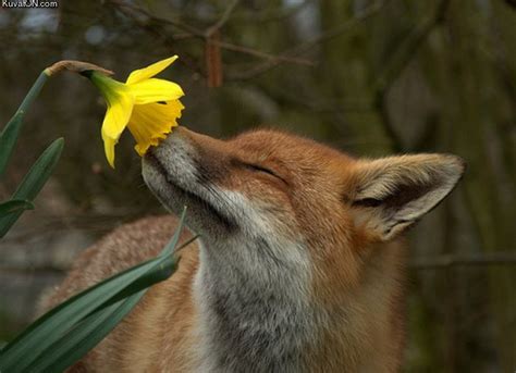 Fox smelling a flower - Fox Photo (24061170) - Fanpop