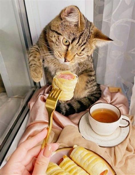 Pin di Doris Dietz~Doll su KATZENhunger ♥ CAT~dinner | Gattini, Animali ...