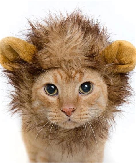 Lion Mane Costume for Cats and Kittens. – Pet Krewe