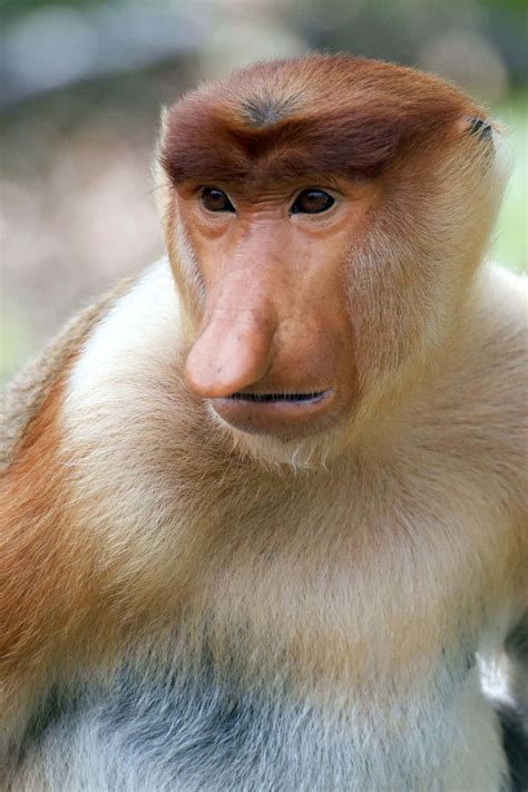 Download Ugly Monkey Portrait Pictures | Wallpapers.com