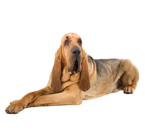 Bloodhound Dog Breed Information | Purina