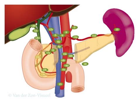 Peripancreatic lymph node stations. According to the International ...