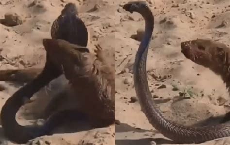 Mongoose and cobra fight video goes viral: Watch - KalingaTV