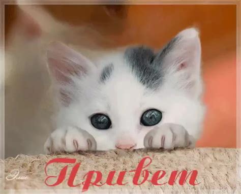 Привет Гифки Смешные И Прикольные - 61 фото