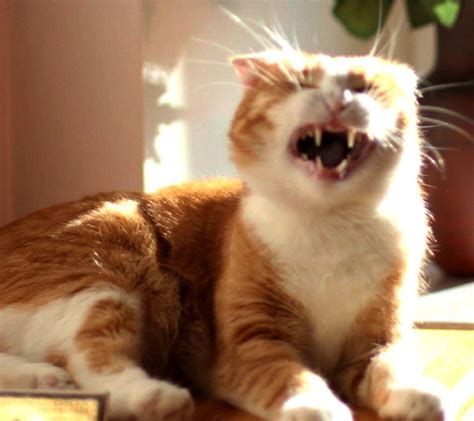 Сохранена ДНК котика Джеймса | КриоРус