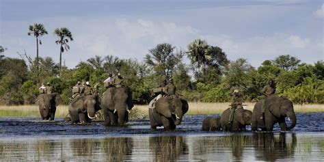 Botswana Safari Holidays | Yellow Zebra Safaris