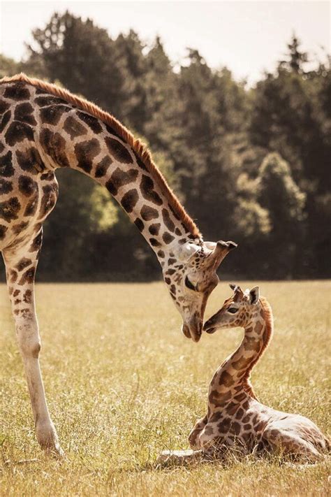 Giraffe love | Niedliche tiere, Wüstentiere, Giraffen