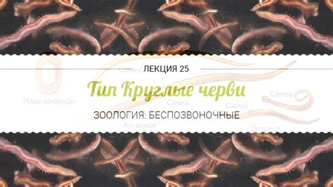 Тип Круглые черви - YouTube