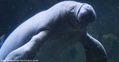 Are Manatee Populations Rebounding!? | The Rainforest Site Blog