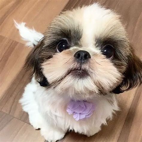 15 Photos Of Adorable Shih Tzu Puppies That Make Everyone's Heart Melt ...