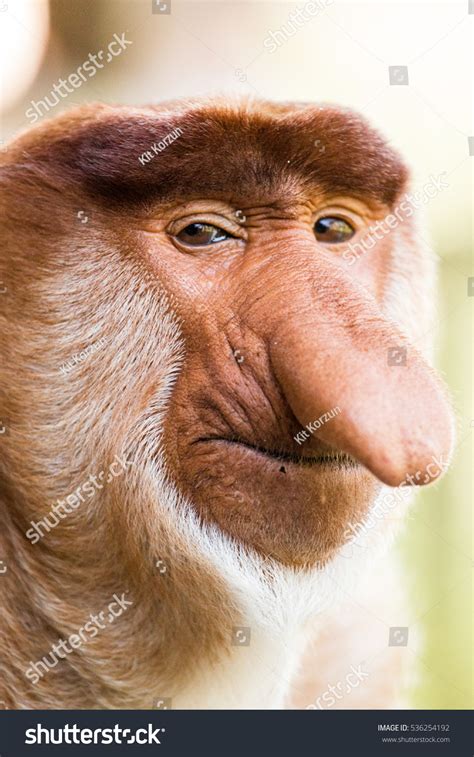 5,680 Big Nose Monkey Images, Stock Photos & Vectors | Shutterstock