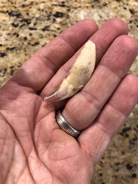 The size of my dogs dead tooth the vet pulled today. ~100LBS Lab/Rot