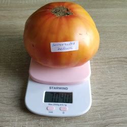 Томат Застенчивая невеста: описание сорта, отзывы, фото | tomatland.ru