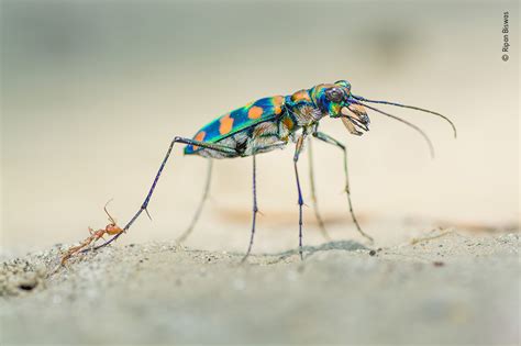 The Last Bite | Wildlife Photographer of the Year | Natural History Museum