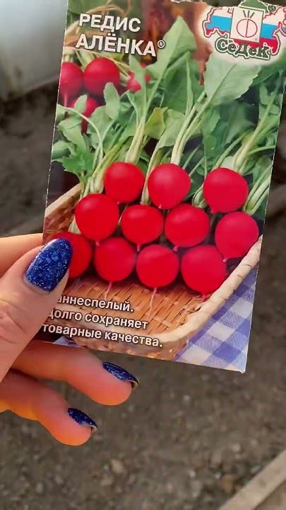 Пора сеять редис в теплицу! Она не боится небольших минусов, быстро ...