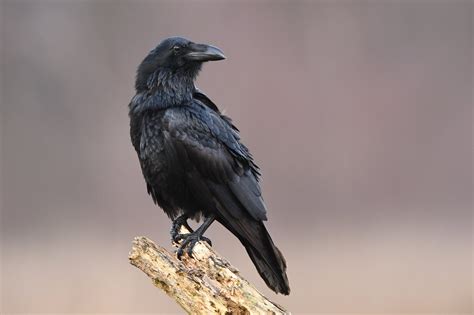 Raven Bird