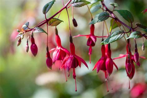 8 Top Varieties of Fuchsia Flowers