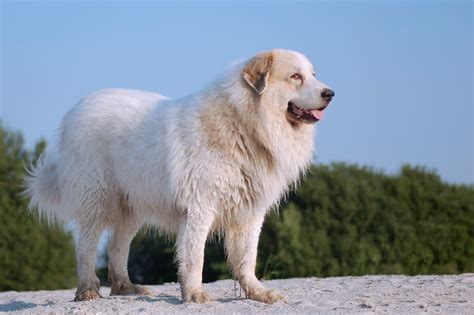 20 Strongest Dog Breeds In the World