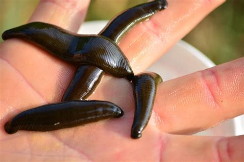 Leech Medical Angler - Free photo on Pixabay - Pixabay