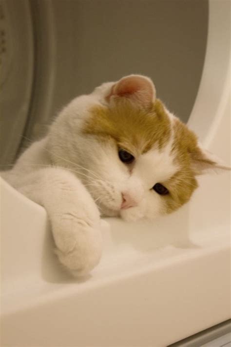 Создать мем "грустная кошечка, кошка, грустный котенок" - Картинки ...