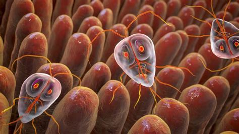 Giardia lamblia obrazy, fotografie stockowe i zdjęcia na temat Giardia ...