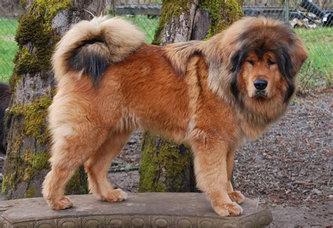 #767882 Dogs, Ginger color, Tibetan Mastiff, Snow - Rare Gallery HD