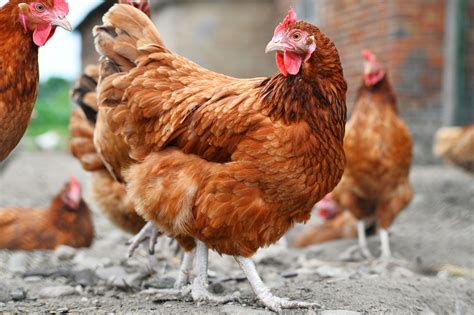 Chicken Coop Must-Haves for a Healthy, Happy Roost - This Old House