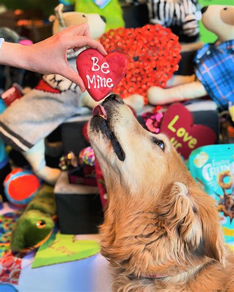 Doggy Style Pet Shop | Chicago IL