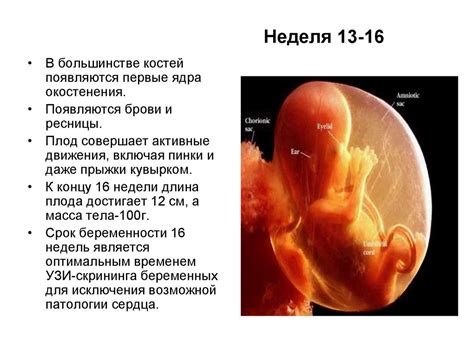 Внутриутробное развитие плода - презентация онлайн