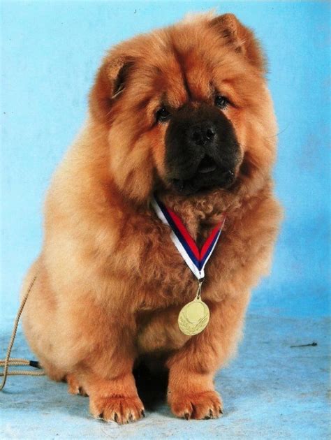 Chow Chow Dog