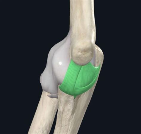 UCL-anatomy - Jaco Rehab