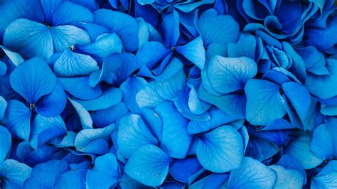 Blue Hydrangea Flowers Petals HD Flowers Wallpapers | HD Wallpapers ...