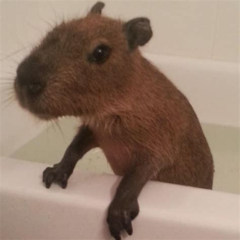 Lovely capybara tattoo (not mine) by Trudie Kaiser, Lucky's Tattoo ...