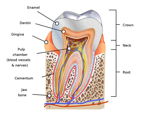 anatomy  physiology  learn  achieve