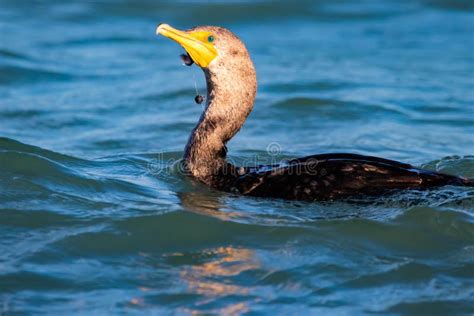 Cormorant Fishing stock photo. Image of waterway, black - 12460556