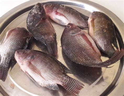 Abidjan: Le Kilogramme du poisson carpe en hausse de 200 FCFA depuis ...