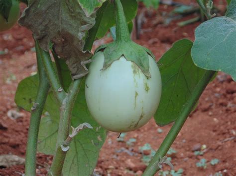 Brinjal Green Round | Sahaja Seeds