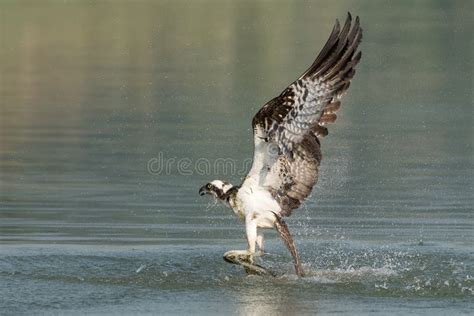 Osprey Catching Fish from the Lake. Stock Photo - Image of lake ...