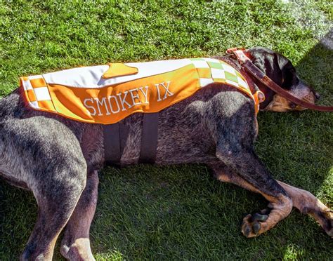 Tennessee Volunteers Smokey UT Vols NCAA Football Mascot Bluetick ...