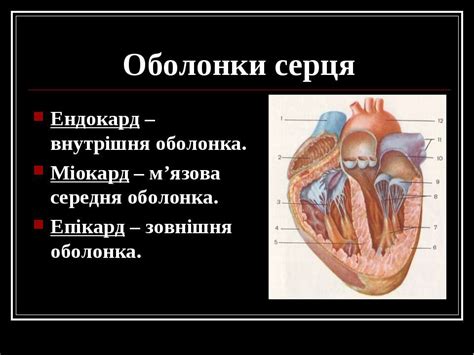 Кровообіг. Органи кровообігу. Будова серця - презентація з біології