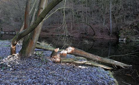 Bever Euroopanmajava Europeisk bäver Eski Dünya kunduzu 、河狸 Бобер ...