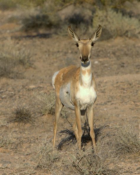 National Wildlife Refuges Prove a Stronghold for Rare Sonoran Pronghorn ...