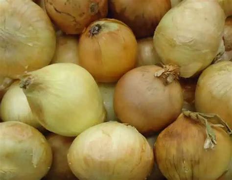 List Of Onion Varieties - Discover 10 Varieties To Grow - Home Garden ...