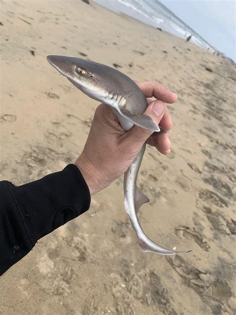 Baby Shark