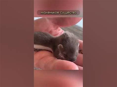 Спас неизвестного детёныша #животные #природа - YouTube